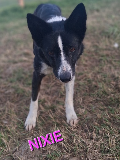 Nixie